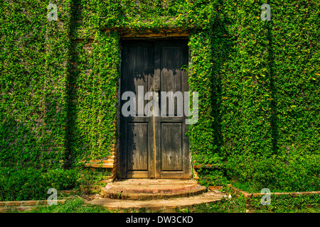 Vieille porte de bois dans le mur recouvert de lierre vert Banque D'Images