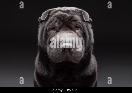 Shar Pei adultes noir sur fond gris et noir Banque D'Images