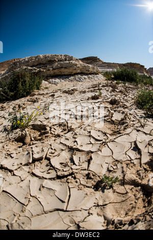 Désert du Néguev,Wadi Zin, désert de Tsin , Israël, Banque D'Images
