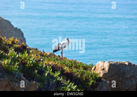 Stork sur une falaise à Côte ouest du Portugal. Plan horizontal Banque D'Images