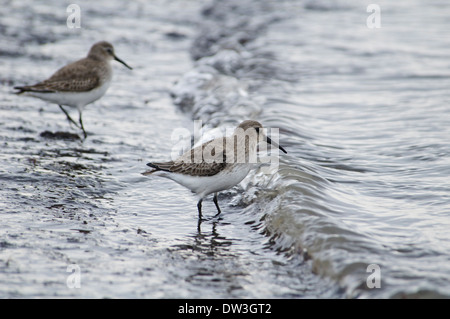 Le Bécasseau variable (Calidris alpina), deux adultes en plumage d'hiver de patauger dans le surf line à Filey Brigg, Yorkshire du Nord. Novembre. Banque D'Images