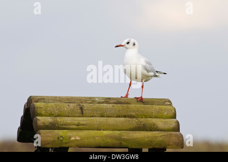 Mouette rieuse (Larus ridibundus), plumage d'hiver permanent adultes sur une petite structure en bois à Filey Country Park Banque D'Images