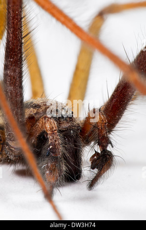 Araignée Tegenaria duellica (maison) mâle adulte, gros plan sur la tête et les palpes labiaux, Thirsk, Yorkshire du Nord. Novembre. Banque D'Images