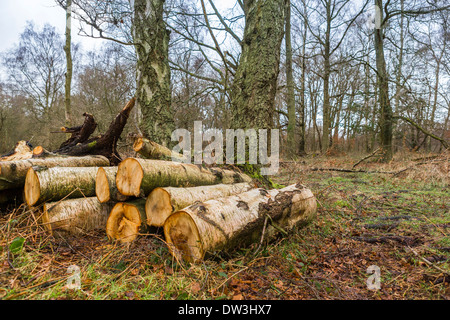 Sciage dans la forêt Banque D'Images