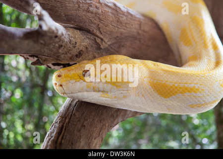 Un Python dans un arbre jaune Banque D'Images