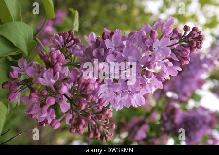 La direction générale de lilas au printemps en fleurs, gros plan Banque D'Images