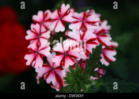 Rouge foncé et rose verveine fleurs cluster dans le jardin Banque D'Images