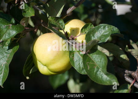 Pommes Bramley qui poussent sur l'arbre Banque D'Images