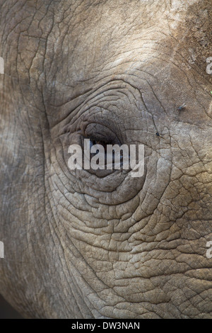 Le rhinocéros noir ou un crochet-lipped Rhinoceros (Diceros bicornis) eye Banque D'Images