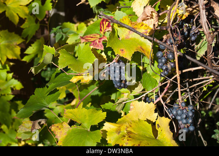 Hambourg, la maturation des raisins noirs sur la vigne. Banque D'Images