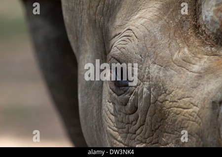 Le rhinocéros noir ou un crochet-lipped Rhinoceros (Diceros bicornis) eye Banque D'Images