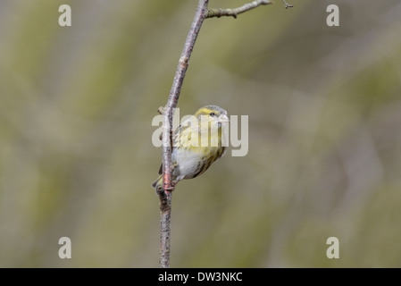 Tarin des pins (Carduelis spinus). Femme perché sur une branche. Banque D'Images