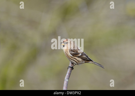 Petit redpoll (cabaret Acanthis) perché sur une branche. Banque D'Images