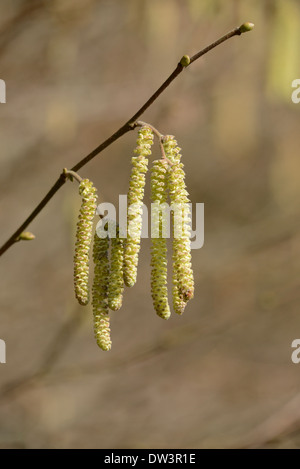 Chatons de noisetier commun (Corylus avellana). Ce sont toutes des fleurs mâles, la fleur femelle est beaucoup plus petite et apparaît plus tard. Banque D'Images