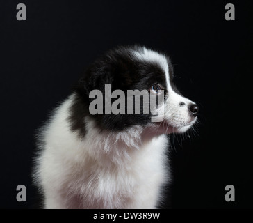 Portrait de 9 semaine vieux chiot Border Collie Banque D'Images