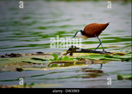 Un échassier, le Jacana Africain (Actophilornis africanus) marche à travers les feuilles de nénuphar dans un marécage de l'Ouganda, son habitat naturel. Banque D'Images