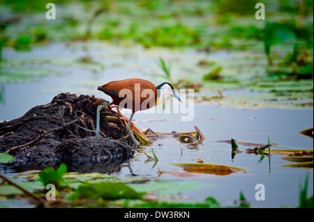 Un échassier, le Jacana Africain (Actophilornis africanus) marche à travers les feuilles de nénuphar dans un marécage de l'Ouganda, son habitat naturel. Banque D'Images