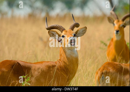 Un ougandais sauvages (Kobus kob kob thomasi) donne un appel d'avertissement. 'Le Parc national Queen Elizabeth' Ouganda Afrique de l'Est de savannah Banque D'Images