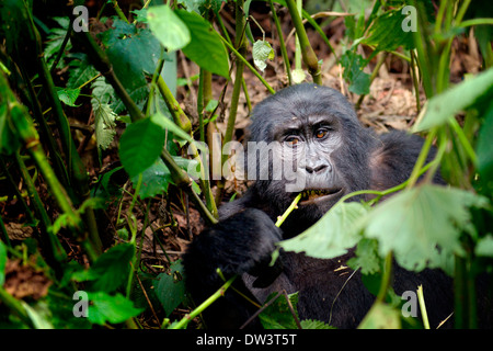 Un habitué jeune gorille de montagne (Gorilla beringei beringei) mâche sur une tige de la plante dans la forêt impénétrable de Bwindi, en Ouganda. Banque D'Images