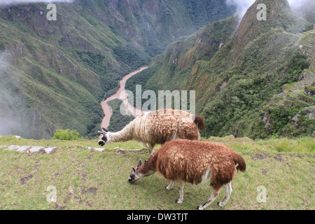 Les lamas dans les Andes sur l'ancienne terrasse dominant la rivière dans la vallée Banque D'Images