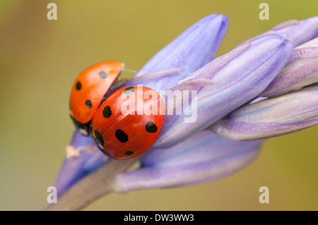 Spot 7 coccinelles, (Coccinella 7-punctata), sur l'anglais Bluebell, Hyacinthoides non-scripta, Wayland Wood, Norfolk, en mai. Banque D'Images