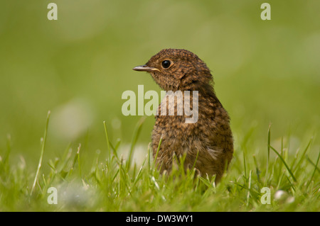 Robin (Erithacus rubecula aux abords), juvénile sur jardin pelouse, Norfolk, l'été Banque D'Images