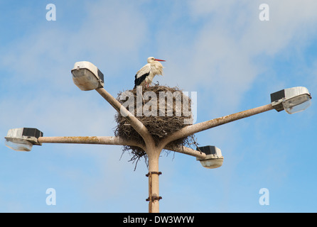 Stork nichant sur l'éclairage ou d'un lampadaire Faro, Algarve, Portugal, Europe Banque D'Images