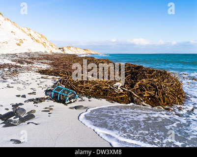dh Newark Bay SANDAY ORKNEY Kelp plage Creel et dunes de sable algues écosse mer nord Banque D'Images