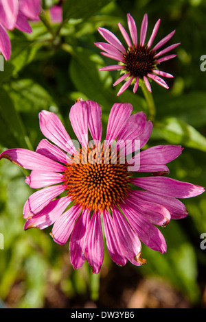 Close-up of pink Purple Coneflower en fleur Banque D'Images