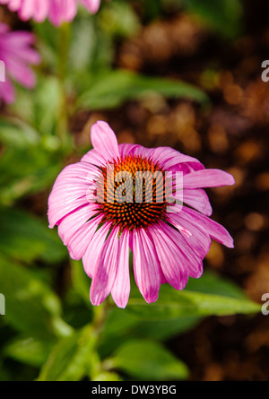 Close-up of pink Purple Coneflower en fleur Banque D'Images