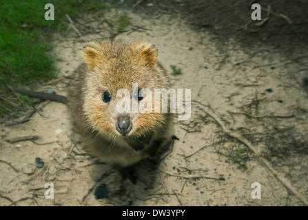 Quokka (Chrysocyon brachyurus) l'île Rottnest, Perth, Australie occidentale, en voie de disparition Banque D'Images