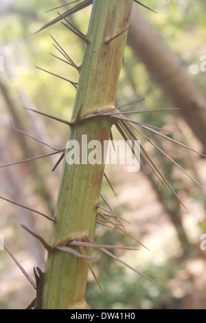 Épines de Zalacca, saveurs de fruits d'arbres, Thaïlande Banque D'Images