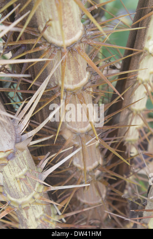 Épines de Zalacca, saveurs de fruits d'arbres, Thaïlande Banque D'Images