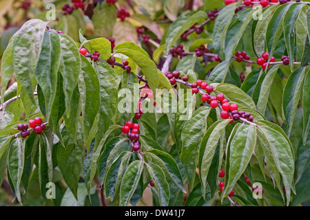 Chèvrefeuille (Lonicera maackii Amur) Banque D'Images