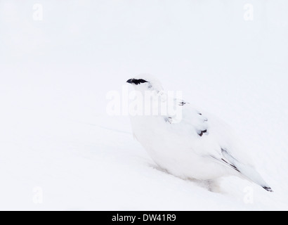 Lagopède alpin Lagopus mutus femelle, en plumage d'hiver, l'Ecosse, Cairngorms Banque D'Images