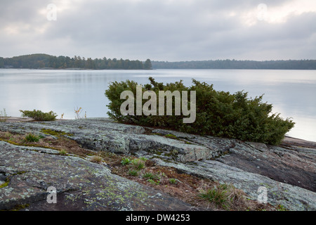 Un cèdre rouge de l'Est (Juniperus virginiana) Bush le long de la rive du Massasauga Parc Provincial de l'Ontario, Canada. Banque D'Images