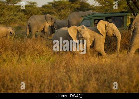 Les éléphants véhicule safari surround Banque D'Images