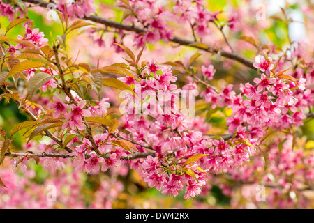 Fleur de cerisier sakura rose close-up Banque D'Images