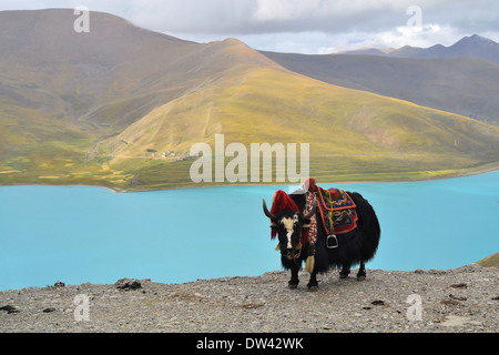 Yak tibétain au Lac Namtso près de Lhassa Banque D'Images