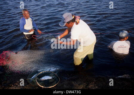 26 févr. 2014 - Banda Aceh, Aceh, Indonésie - les hommes à l'aide de filets de pêche dans un étang à poissons. La production de la pêche de l'Indonésie ont totalisé 15,26 millions de tonnes en 2012, avec la capture sauvage comptant pour 5,81 millions de tonnes et de l'aquaculture pour 9,45 millions de tonnes, selon le Ministère des affaires maritimes et des pêches. L'ORGANISATION DES NATIONS UNIES POUR L'alimentation et l'agriculture (FAO) en 2011 l'Indonésie se classe troisième au monde en termes de prises marines et intérieures ainsi que quatrième dans l'aquaculture de la production. Les exportations de la pêche a fortement augmenté ces dernières années et ont atteint 3,9 milliards USD en 2012, avec la plupart des expéditions aux États-Unis Banque D'Images