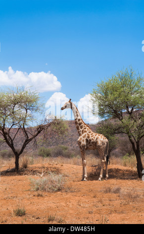 La Namibie Afrique désert girafe Okonjima réserve privée près de la fondation Africat Banque D'Images