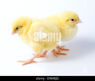 Deux poussins de poulet sur un fond blanc Banque D'Images