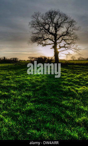 Seul arbre dans une haie dans la campagne anglaise, se découpant contre le soleil couchant et jette une ombre dans un champ. Banque D'Images