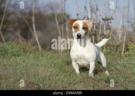Chien Jack Russel terrier / adulte dans un pré Banque D'Images