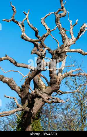 Arbre sans feuilles noueux, sur fond de ciel bleu. Banque D'Images