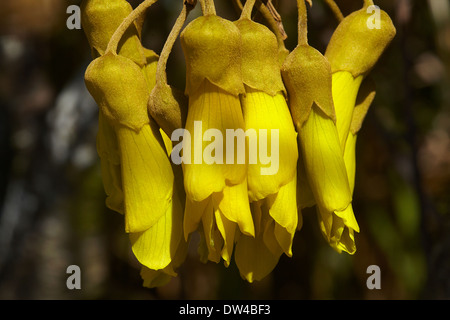 Fleurs Kowhai, Sophora sp., New Zealand Native Plant Banque D'Images
