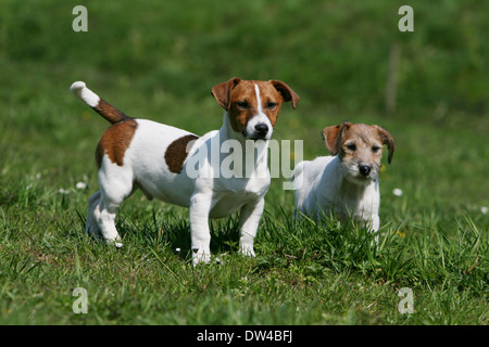 Chien Jack Russel terrier poil lisse / adulte ( ) et ( ) de Cheveux rugueux de chiot dans un pré Banque D'Images