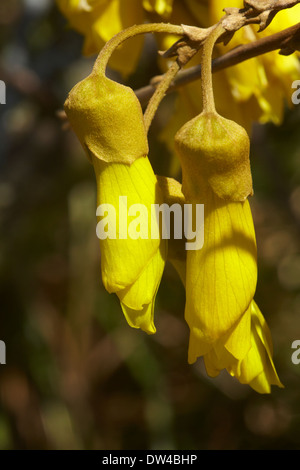 Fleurs Kowhai, Sophora sp., New Zealand Native Plant Banque D'Images
