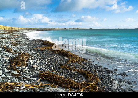 dh Newark Bay SANDAY ORKNEY Kelp lavé à l'astre sur stoney Winter Beach ecosse algues Banque D'Images