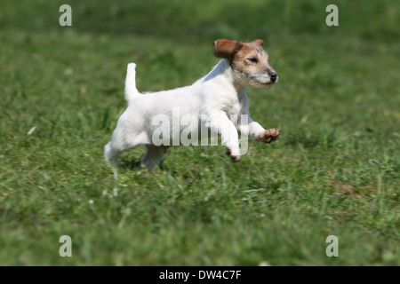 Jack Russel terrier chien / chiot exécutant dans un pré Banque D'Images